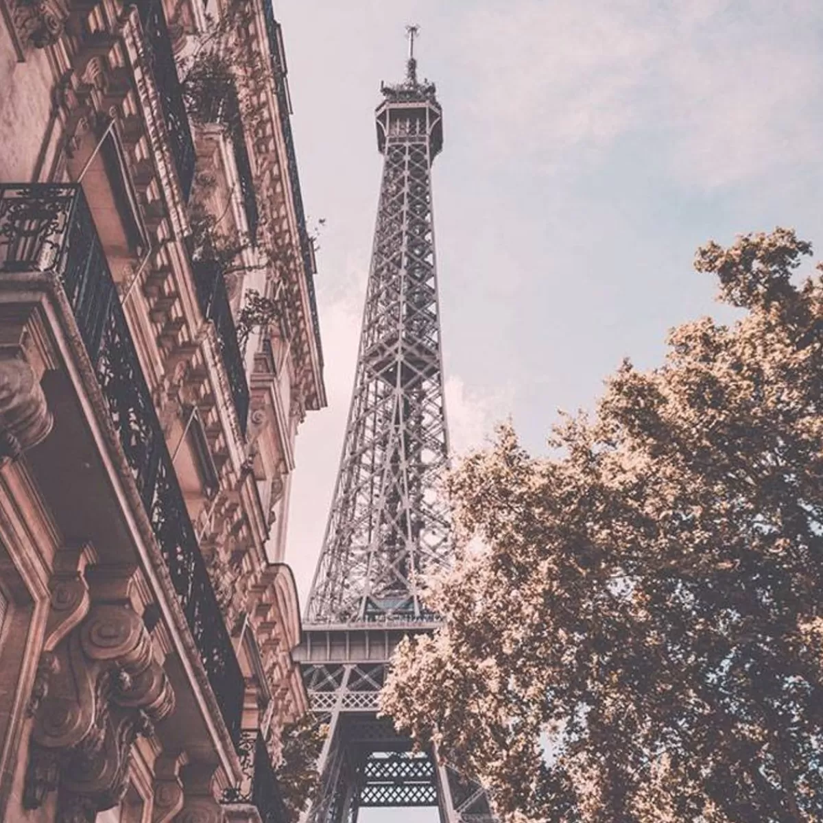 Élégance Florale : Rêverie Parisienne en Fleurs